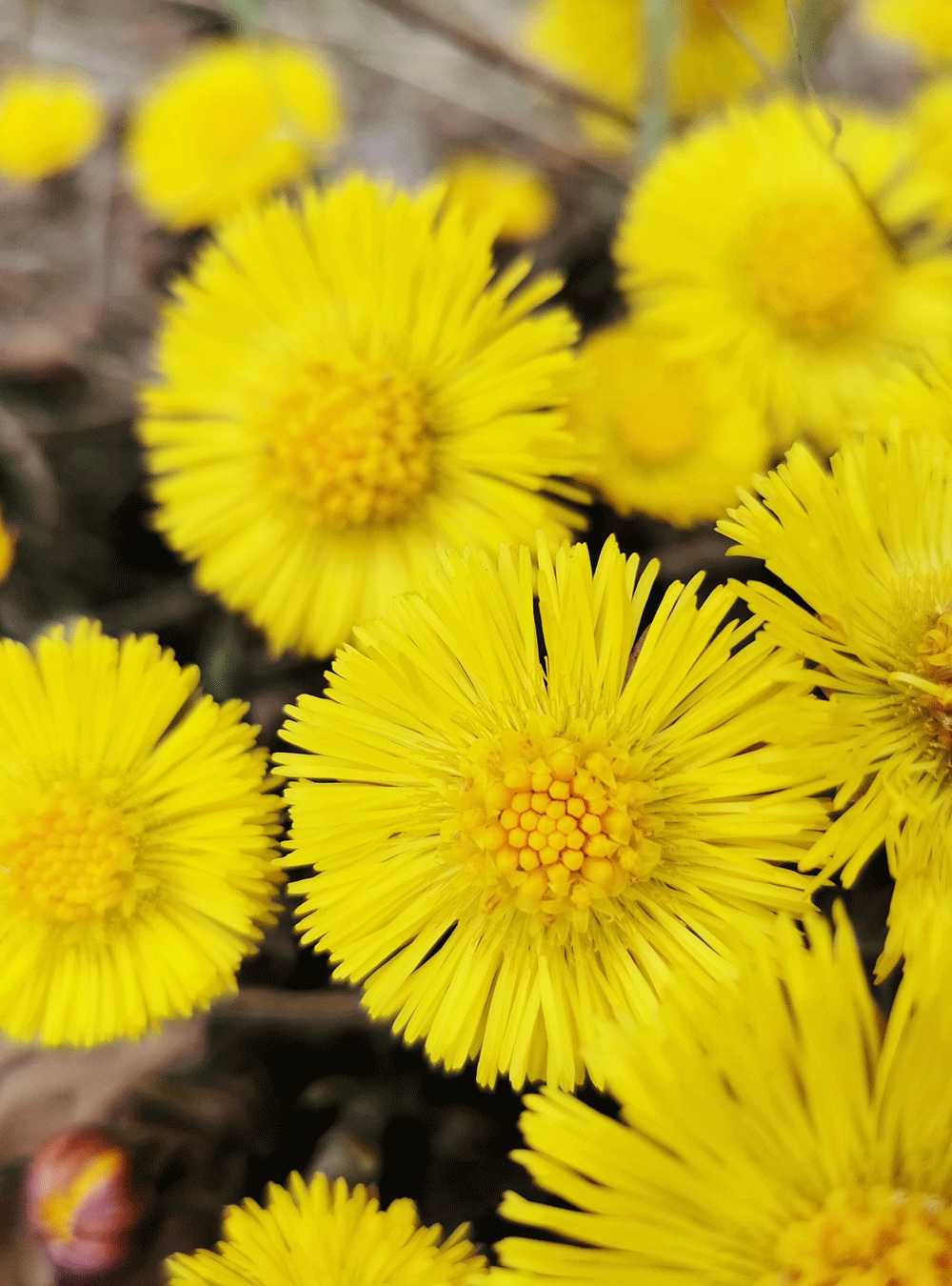 Anti-dandruff scalp lotion with coltsfoot