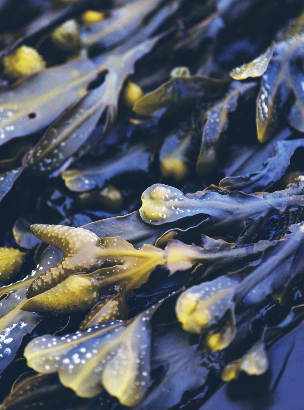 Degreasing shampoo with seaweed
