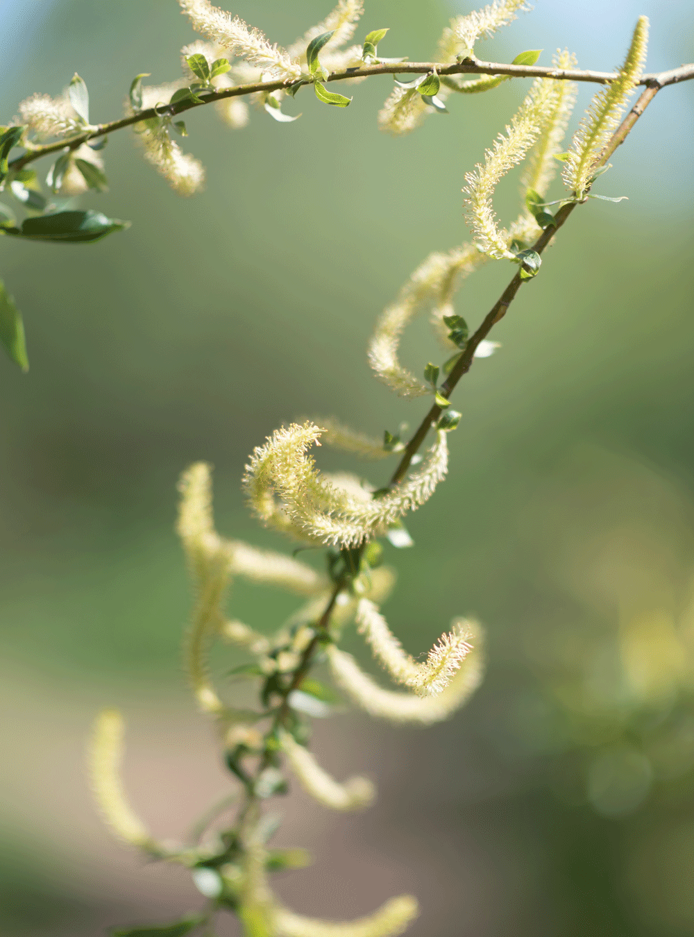 Treatment shampoo with willow bark